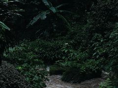-莫里热带雨林景区