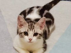 -猫大福·Fortune Cat猫舍(百子湾店)