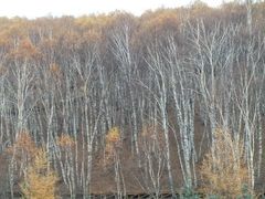 android_upload_pic-塞罕坝国家级自然保护区