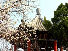 -桃花堤公园