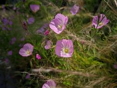 -上海佘山国家森林公园西佘山园