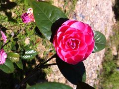 茶花美美哒～-九鲤湖风景区