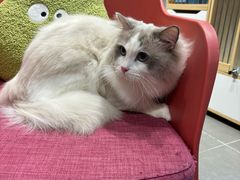 -PETKIT 小佩宠物·德文赛凯猫舍