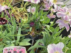 -石家庄市植物园