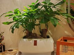 -瑶舍头疗·瑶浴·芳香热石SPA(五洲国际店)