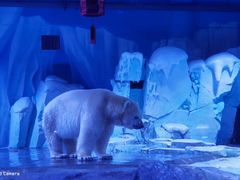 -上海海昌海洋公园-冰山北极馆