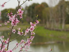 -黎里古镇