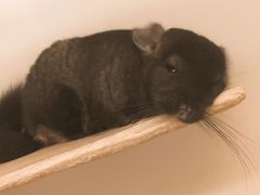 -龙猫仔乐园(惠福东路店)