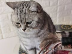 -平行世界·猫咖(首经贸店)