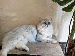 -猫友咖啡店(玉林西路店)