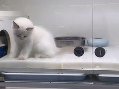 -lincat·猫舍(广州店)