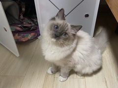 -美联众合动物医院(·中兽医·疑难杂症·严家桥分院)