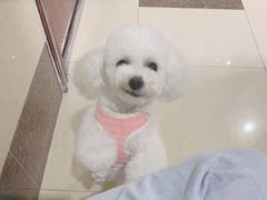 -八公叔叔宠物美容连锁(春申店)