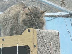 -青藏高原野生动物园