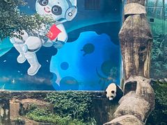 -中国大熊猫保护研究中心雅安碧峰峡基地