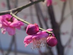 -苏州文庙(姑苏区)