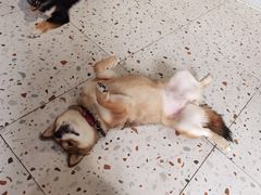 -柴务处·柴犬主题狗咖