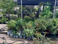 -双季花艺园艺市场(浦东店)