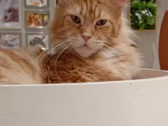 -藏猫猫咖啡主题馆(中央大道店)