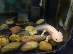 -上海大自然野生昆虫馆(东方明珠·爬宠昆虫探索中心)