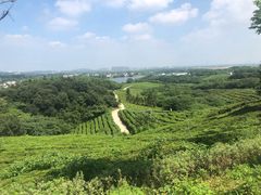 -大塘金香草谷