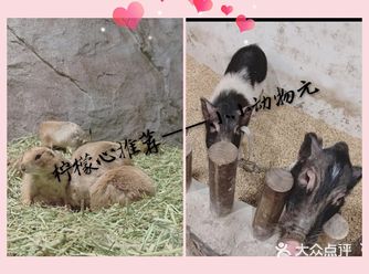 柠檬心推荐——MR ZOO小小动物元 进门洗手消毒