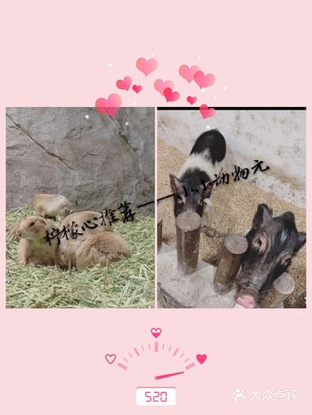 柠檬心推荐——MR ZOO小小动物元 进门洗手消毒