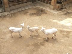 -昆明动物园