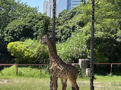 -深圳野生动物园