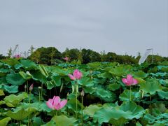 -嘉北郊野公园