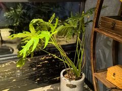 -恬阿姨庭院餐厅·生日宴