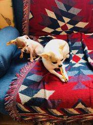 -椿树下·Tattoo纹身工作室