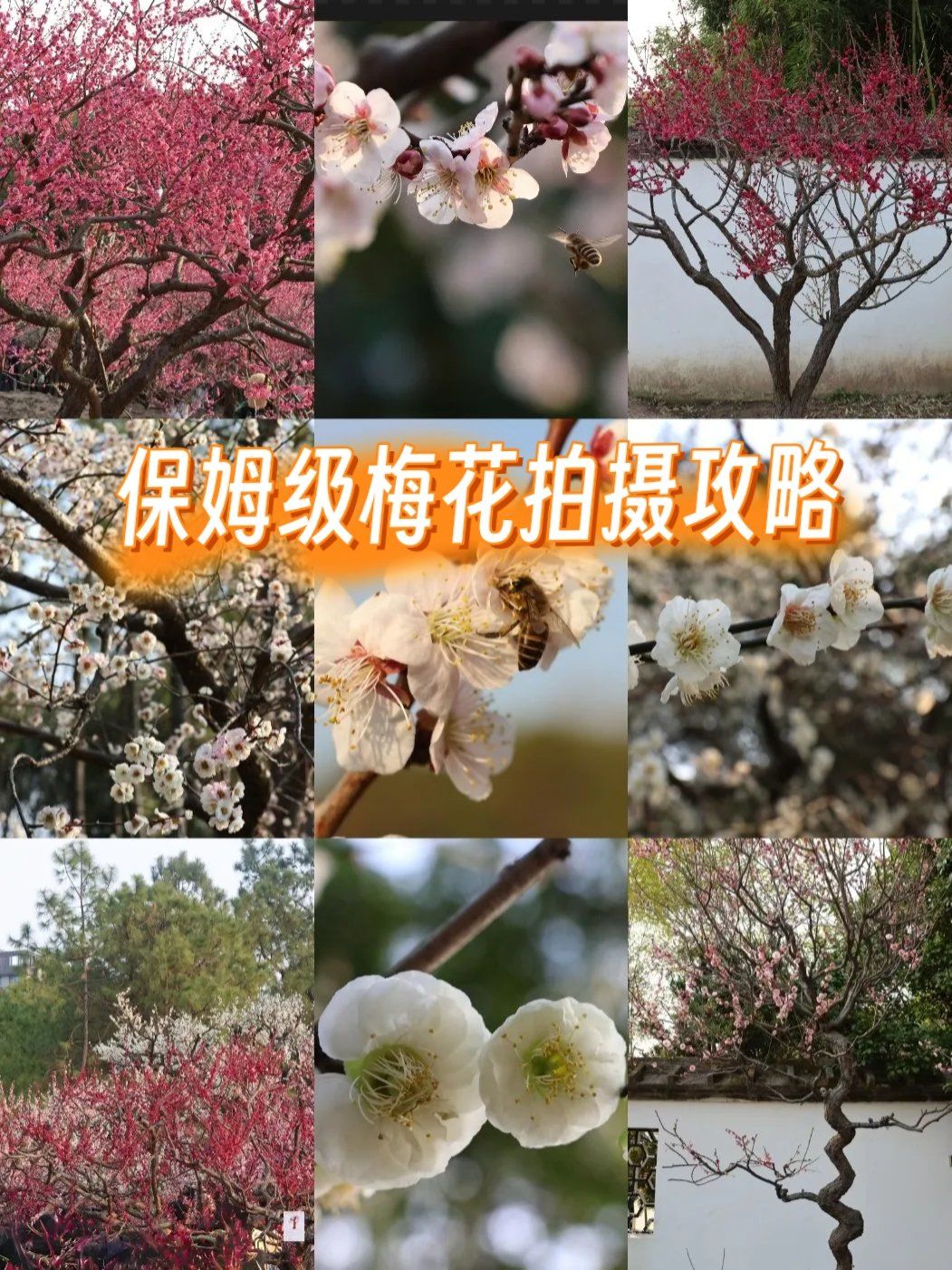树枝俯拍摄影教程视频大全，技巧大全