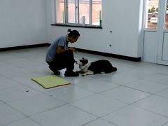 -多乐狗狗宠物训练工作室
