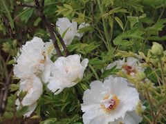 -洛阳市隋唐城遗址植物园