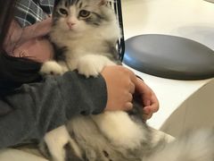 -飞行喵MR PILOT|猫舍·猫咖(静安大融城店)