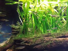 -悉尼海洋生物水族馆