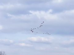 -盐城丹顶鹤湿地生态旅游区