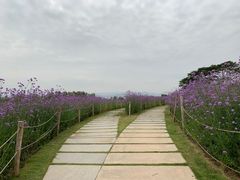 -深圳湾公园(南山区)