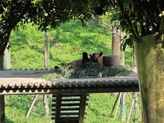 -中国大熊猫保护研究中心雅安碧峰峡基地