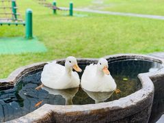 -硅谷蒙学幼儿园