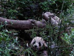 -成都大熊猫繁育研究基地
