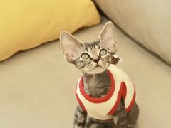 -猫十亿·布偶金渐层·曼基康矮脚猫舍(青年路店)