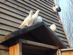 -长白岛森林公园