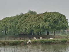 -上膳源有机农场