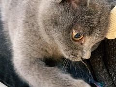 -lincat·猫舍(广州店)