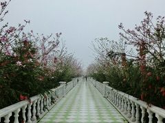 -百万葵园