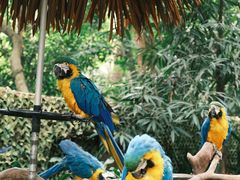 -广州长隆野生动物世界