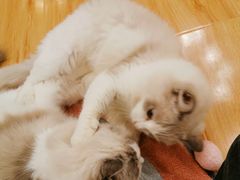 -momokira米努特·德文卷毛猫·棉花面纱犬