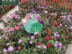 -野象谷景区